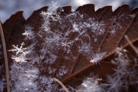 Snowflakes lie upon a weathered leaf in the early winter morning of  Saint Louis' Forest Park.